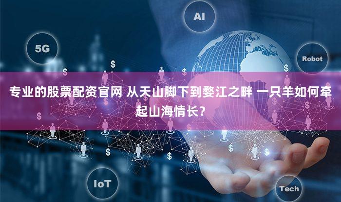 专业的股票配资官网 从天山脚下到婺江之畔 一只羊如何牵起山海情长？